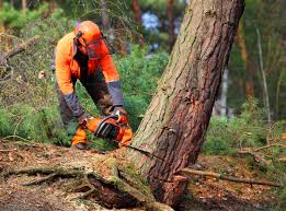 How Our Tree Care Process Works  in  King, NC