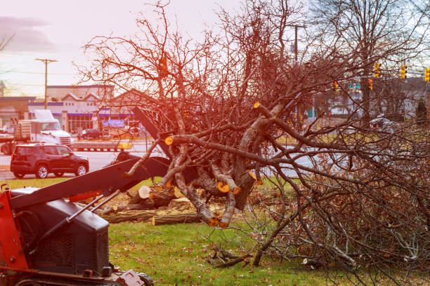 Tree and Shrub Care in King, NC