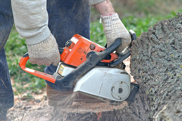 Reliable King, NC Tree Services Solutions